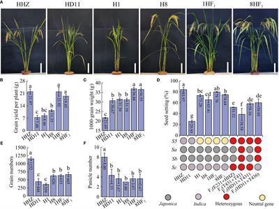 Seed development-related genes contribute to high yield heterosis in integrated utilization of elite autotetraploid and neo-tetraploid rice